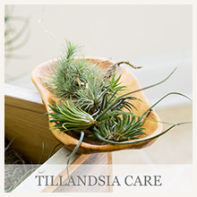 Tillandsia Care