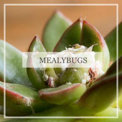 Mealybugs