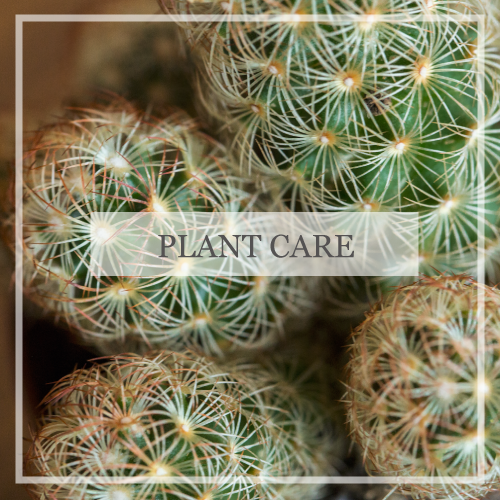 Plant Care Guide