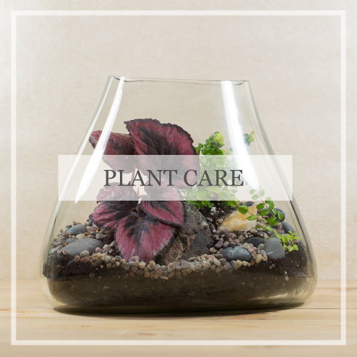 Plant Care