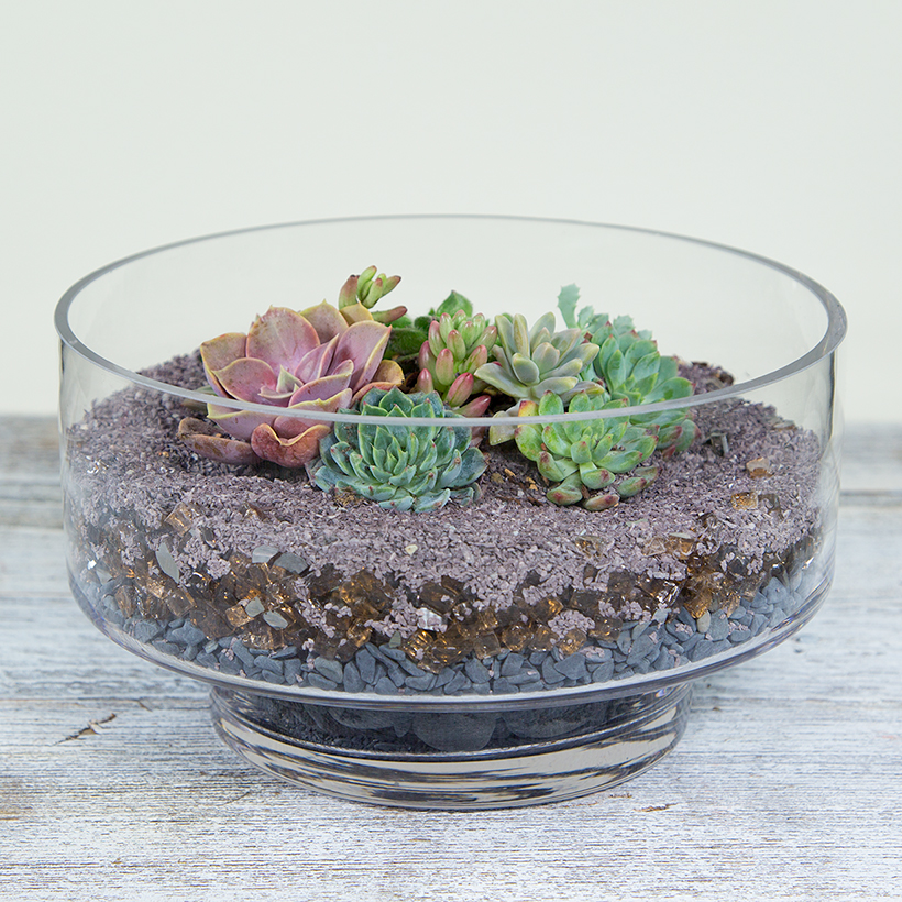 Footed Basin Terrarium