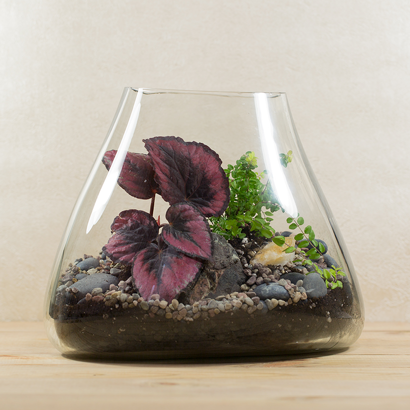 Wormhole Terrarium (Small)