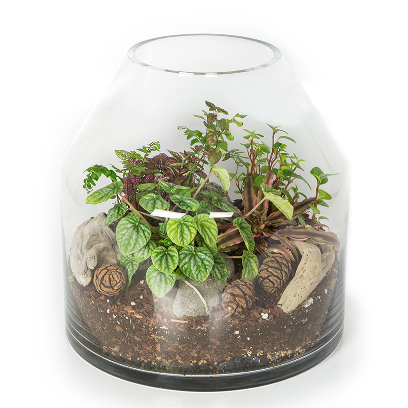 Gardner Terrarium (Large)