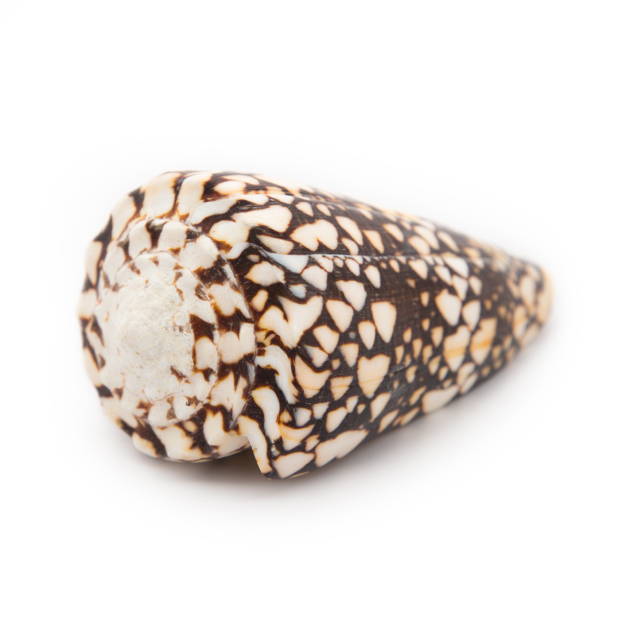 Conus Marmoreus Shells