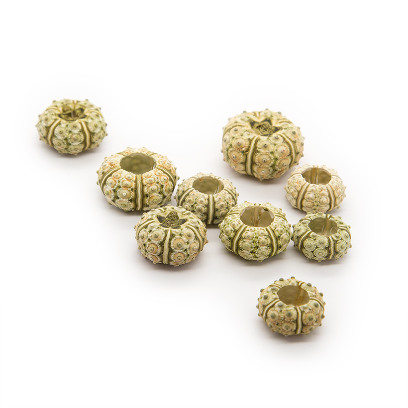 Green Sputnik Urchin Shells