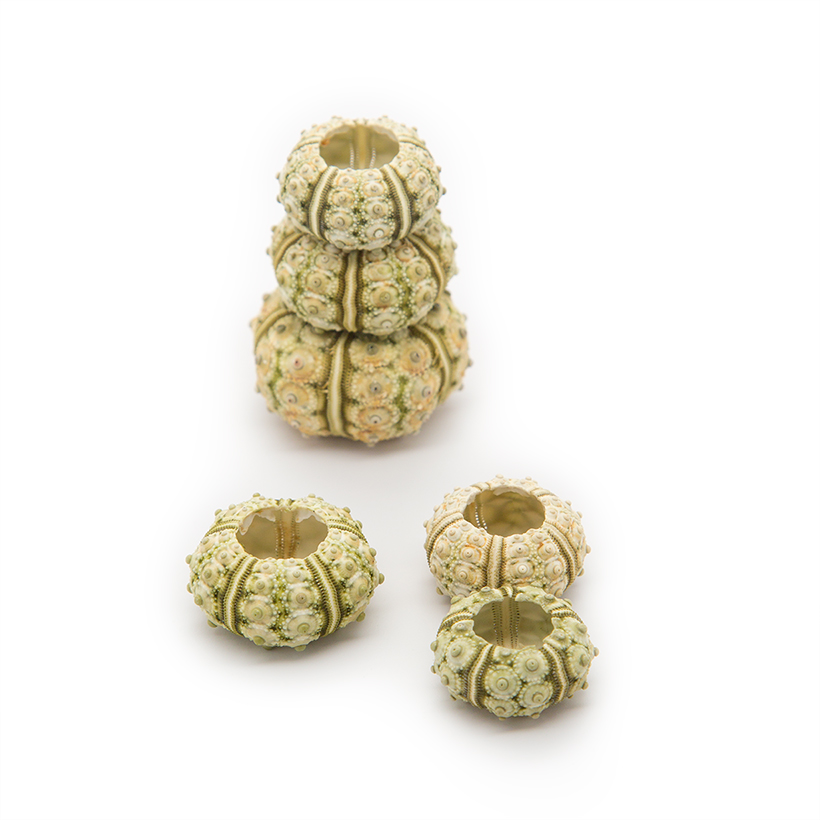 Green Sputnik Urchin Shells