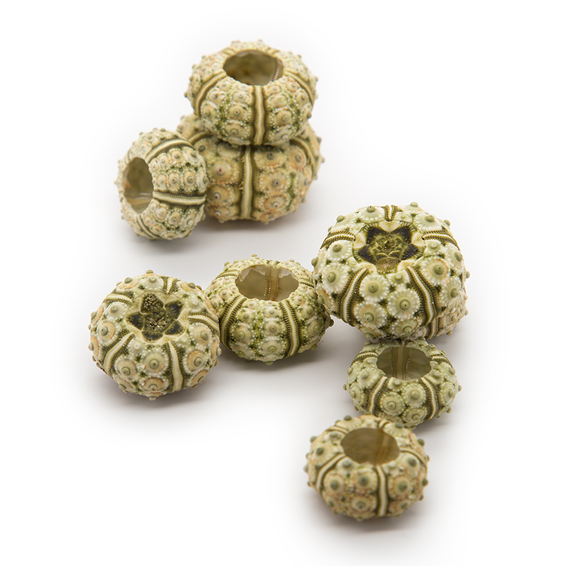 Green Sputnik Urchin Shells