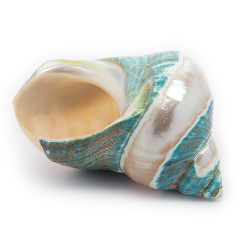 Banded Jade Turbo Shell