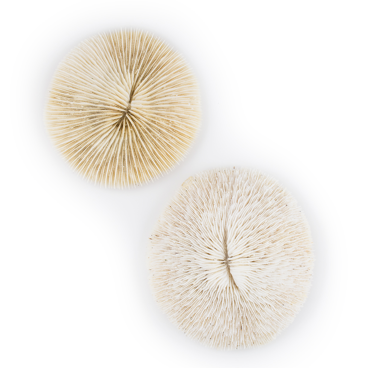 Mushroom Coral