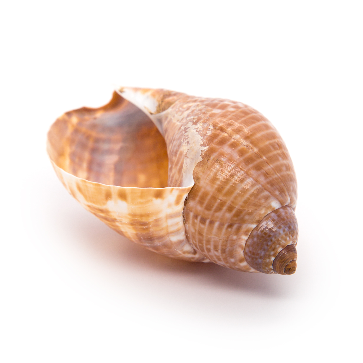 Tonna Perdix Shell