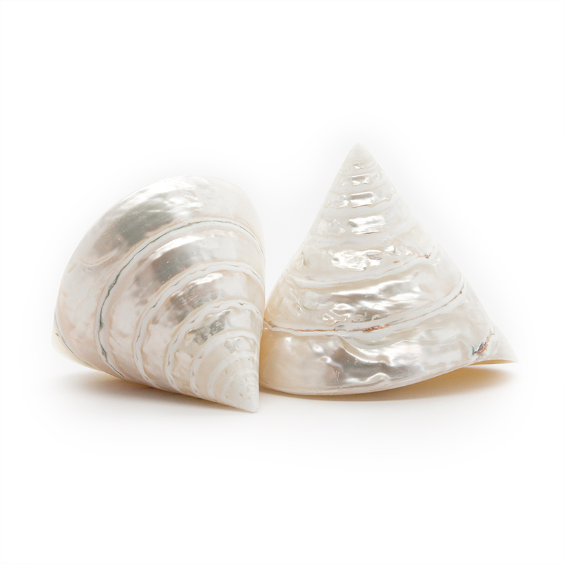 Silver Troca Shell