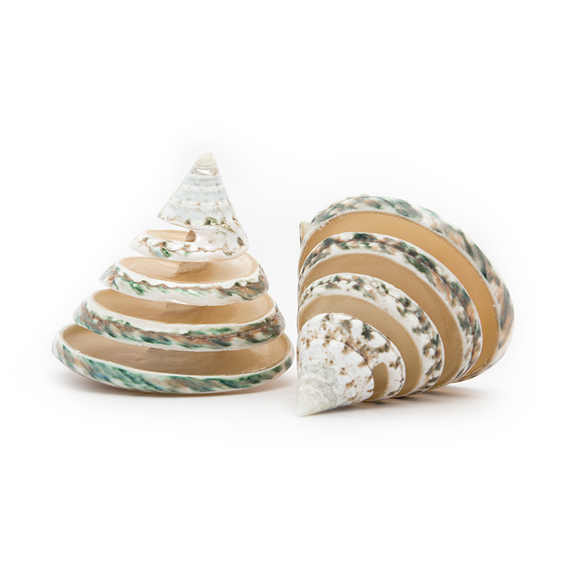 Spiral Cut Green Troca Shell