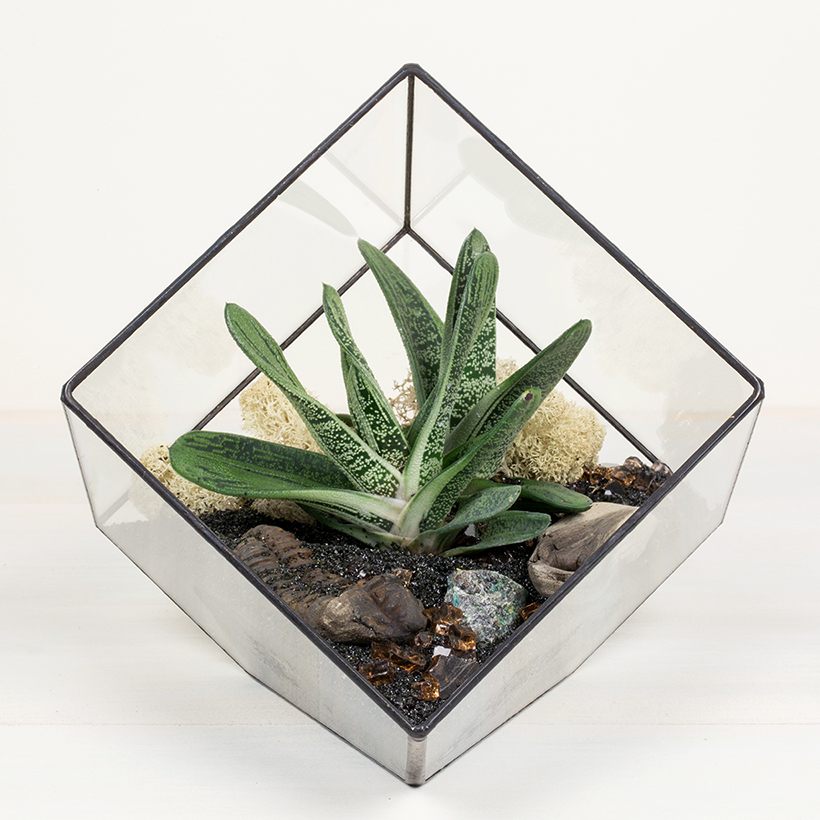 Tipped Cube Terrarium (Black, Large)