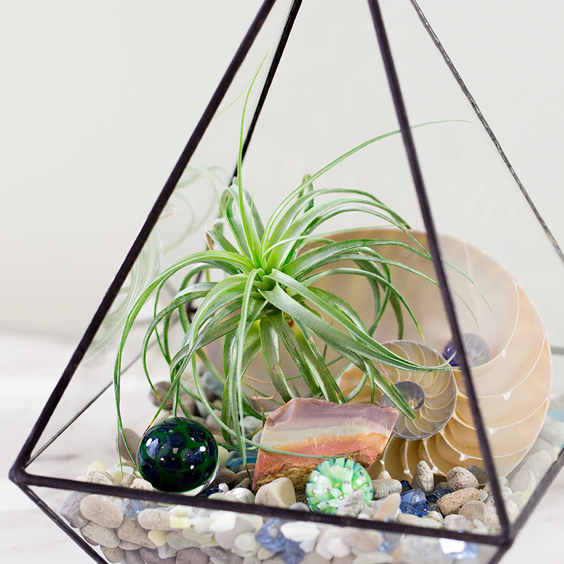 Pyramid Terrarium (Black)