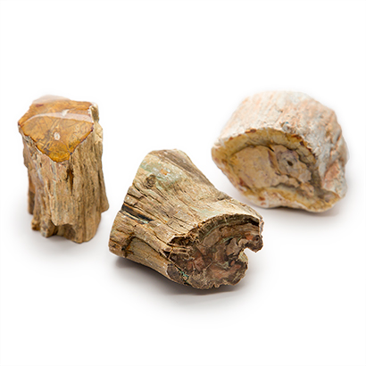 Petrified Wood Stump