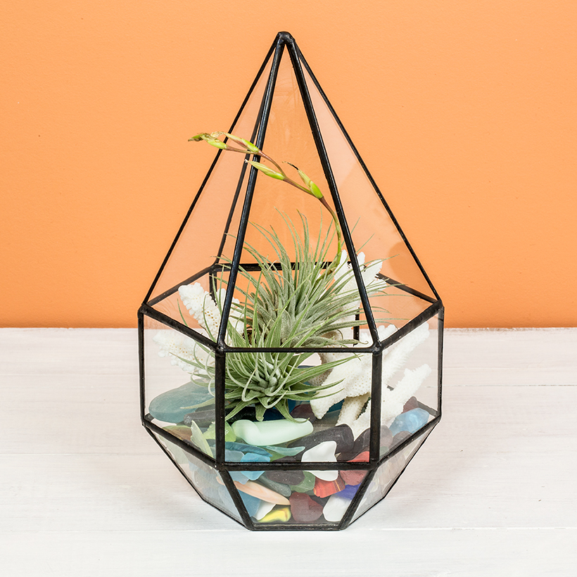 Crystal Drop Terrarium (Black)