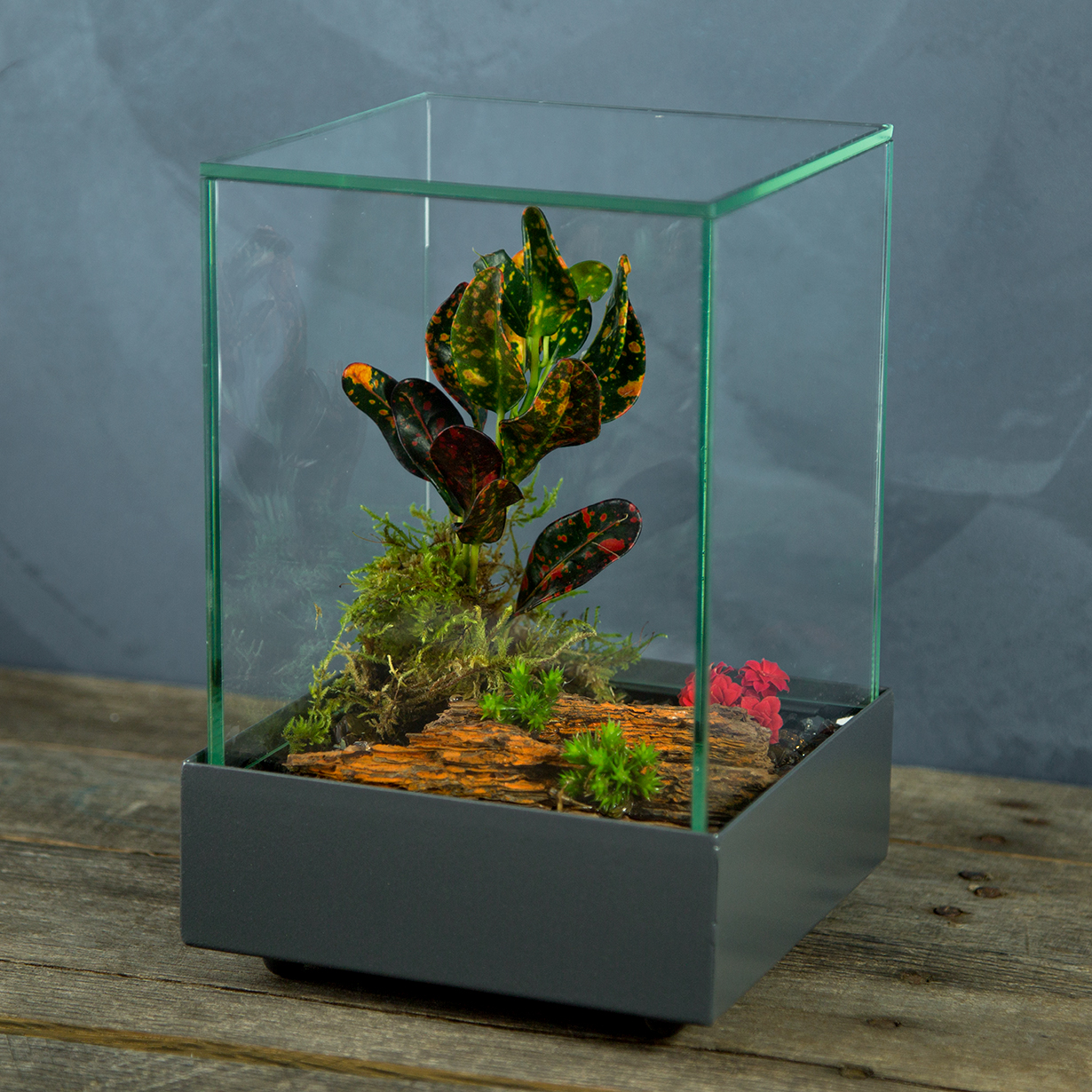 Glass Cube Terrarium