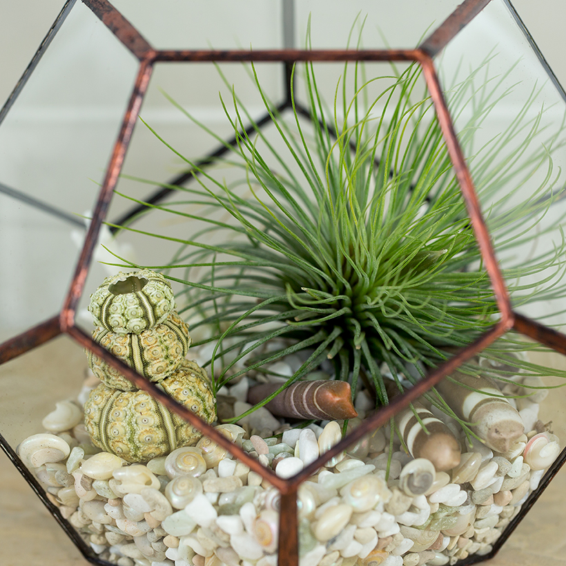 Dodeca Terrarium (Copper, Medium)