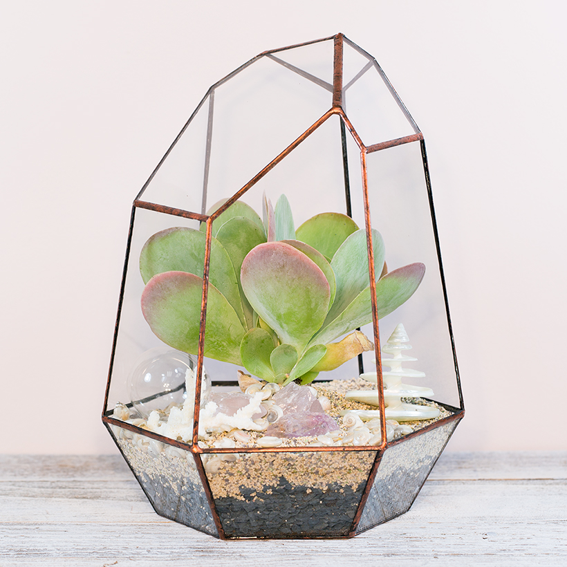 Crystal Point Terrarium IV