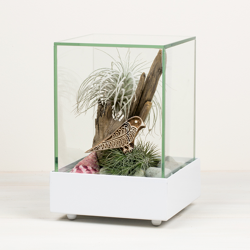 Glass Cube Terrarium in White Base