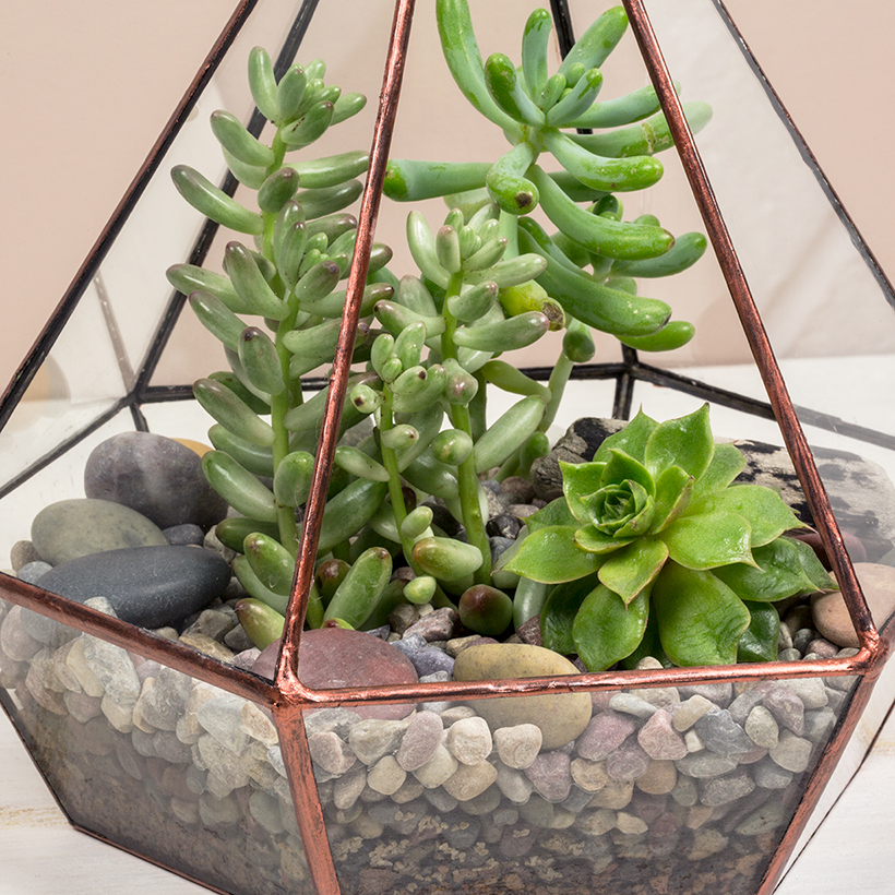 Jewel Terrarium (Copper)