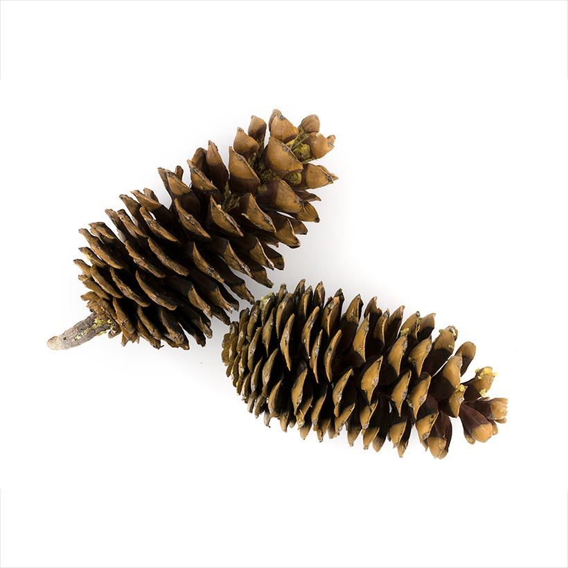 Sugar Pine Cones