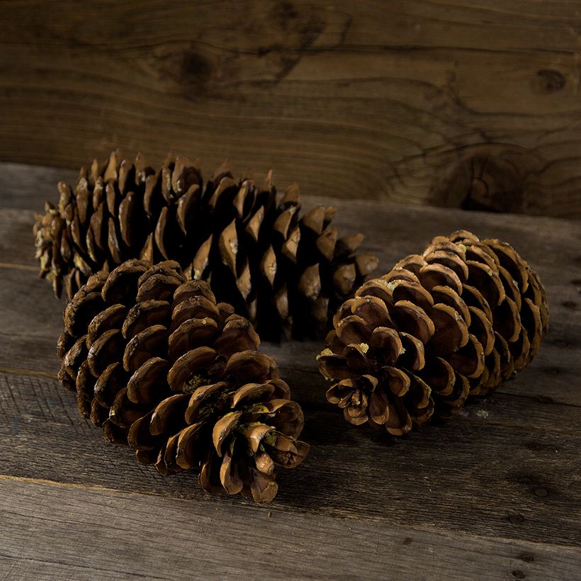 Sugar Pine Cones