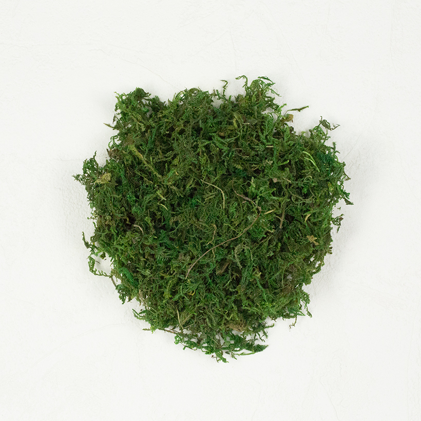 SuperMoss Mountain Moss Preserved