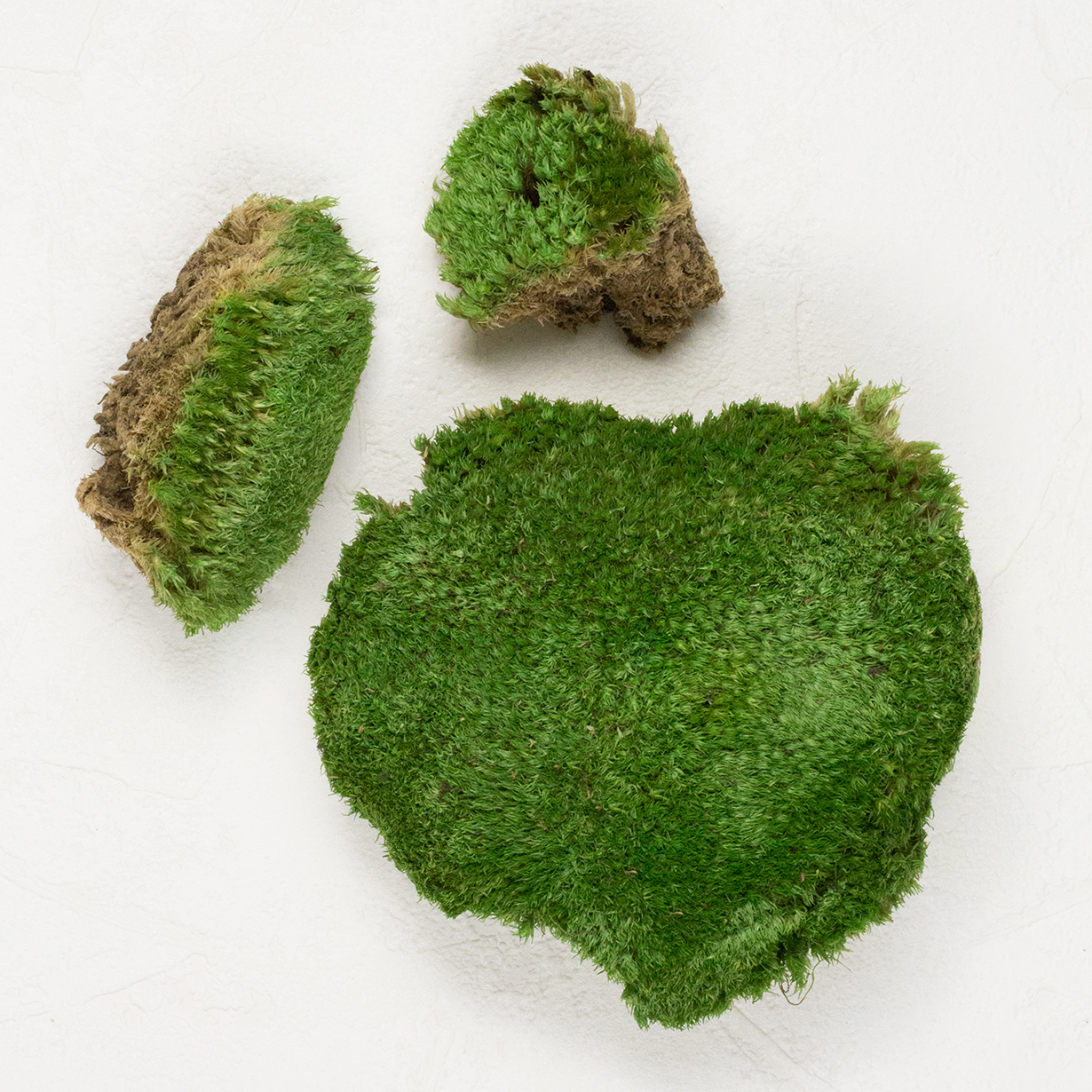 SuperMoss Royal Pool Moss Preserved