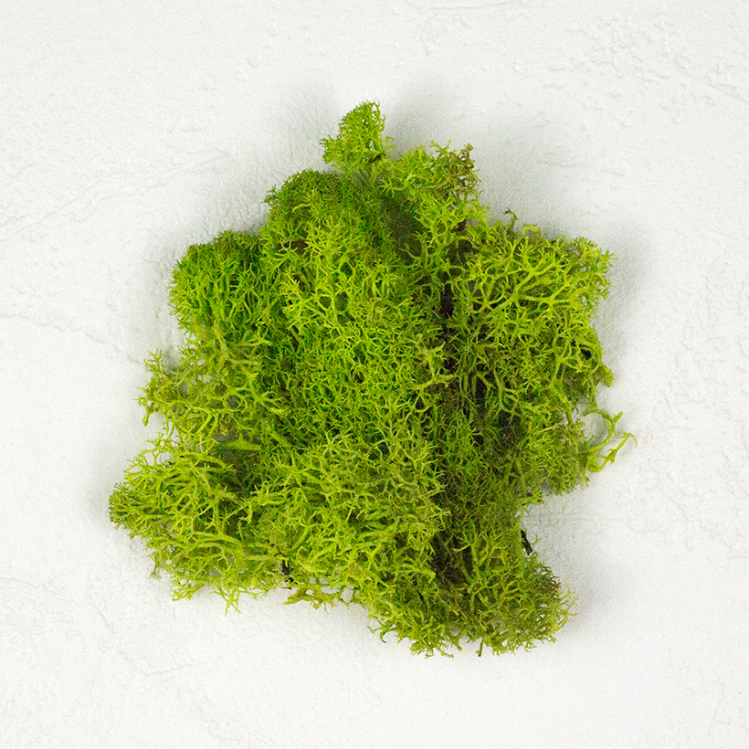 SuperMoss Reindeer Moss Chartreuse