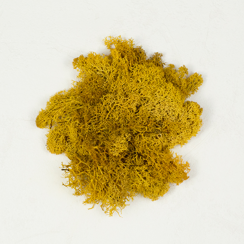 SuperMoss Reindeer Moss Mango