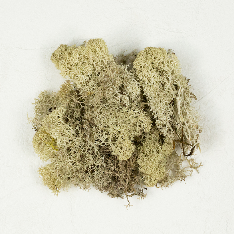 SuperMoss Reindeer Moss Natural