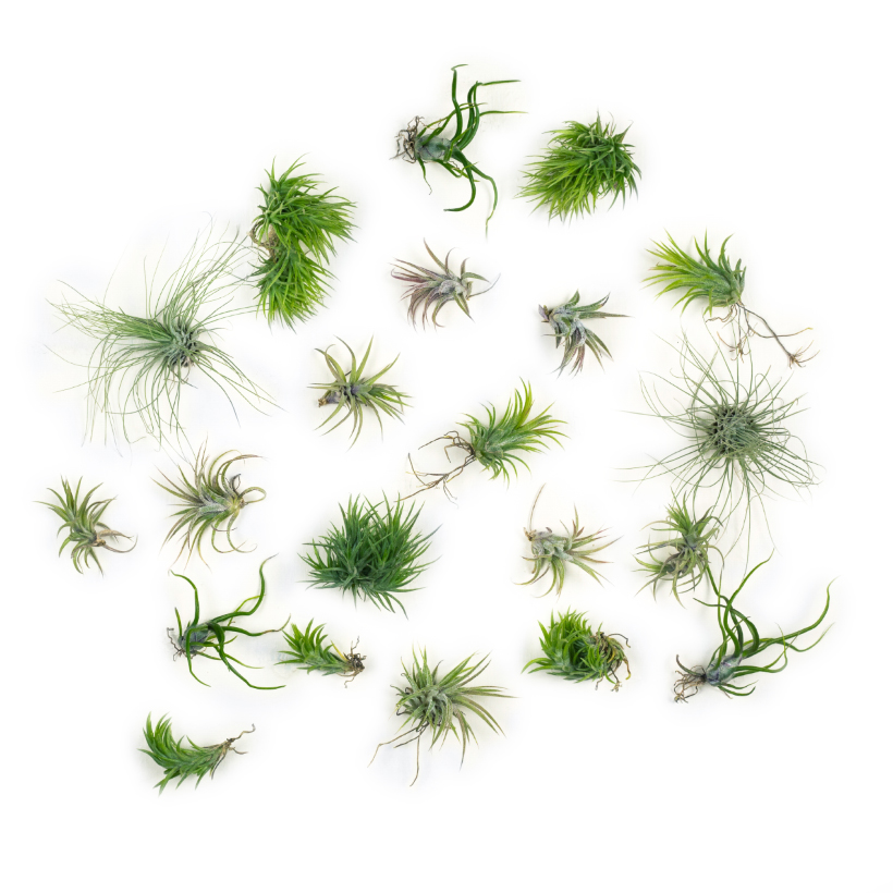 Tillandsia Collection Mini, Set of Five