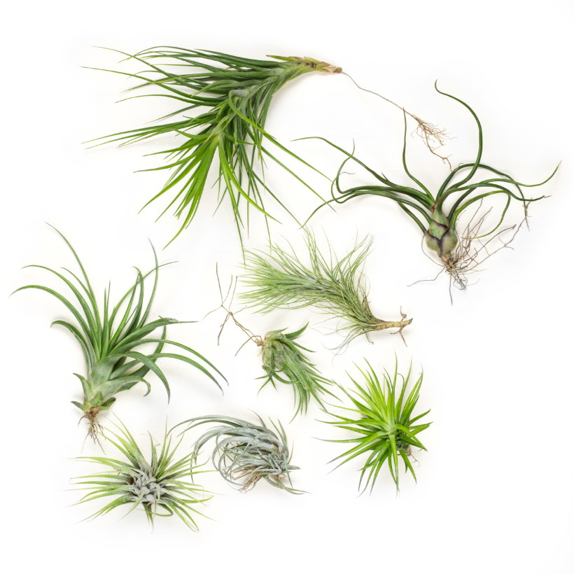 Tillandsia Collection Small