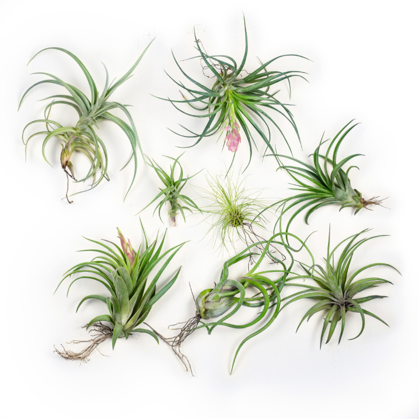 Tillandsia Collection Medium, Set of Three