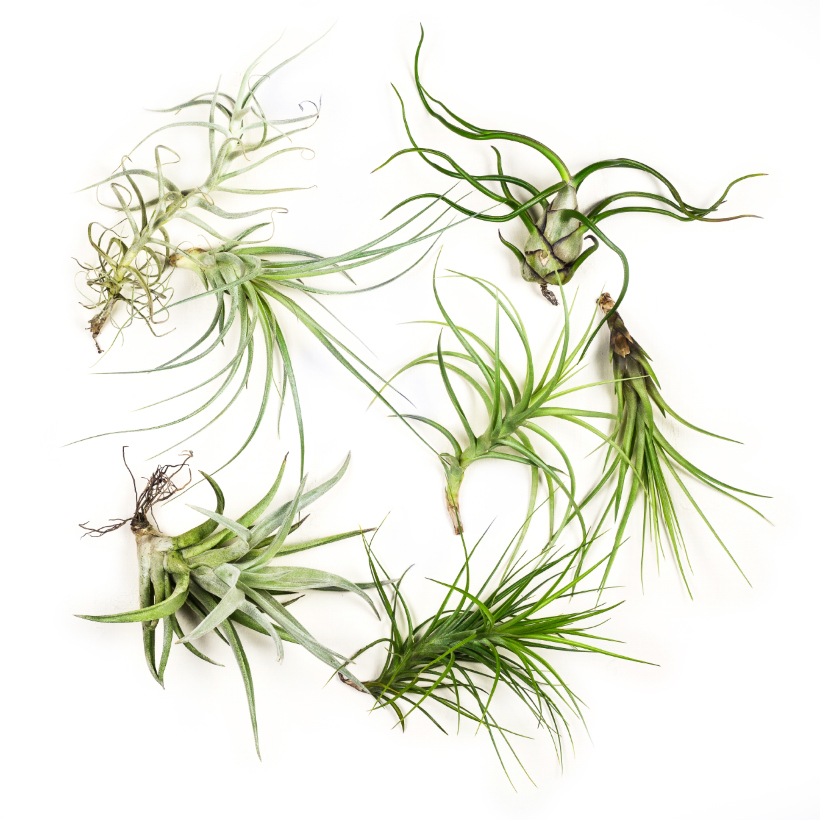 Tillandsia Collection Large, Set of Three