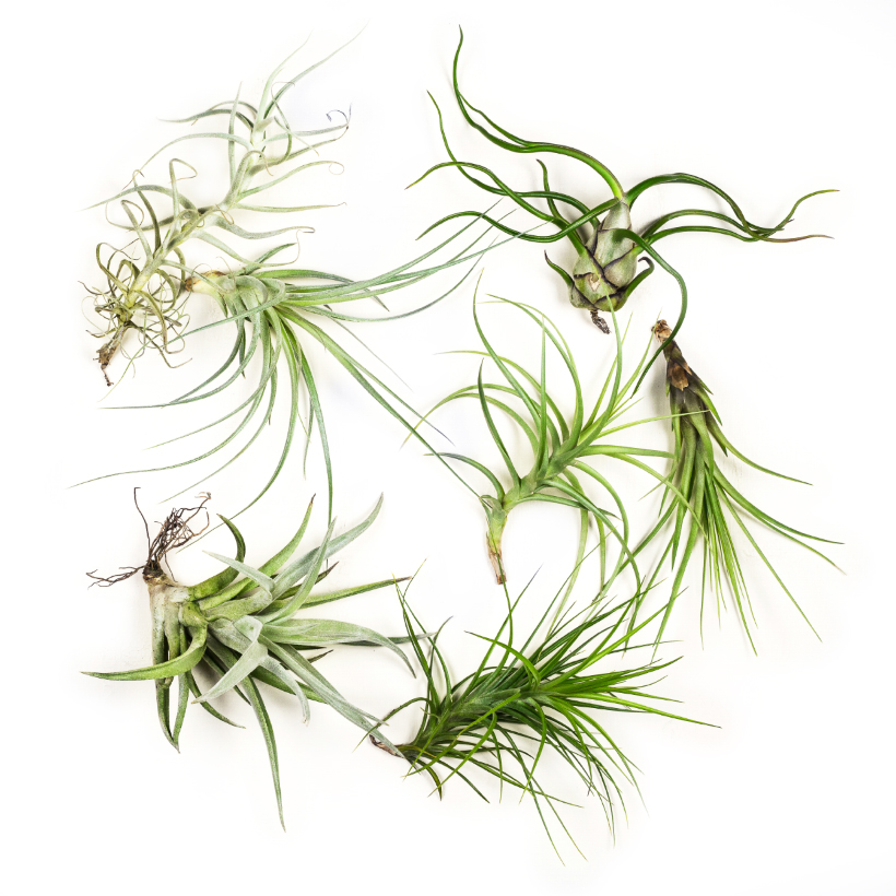 Tillandsia Collection Large