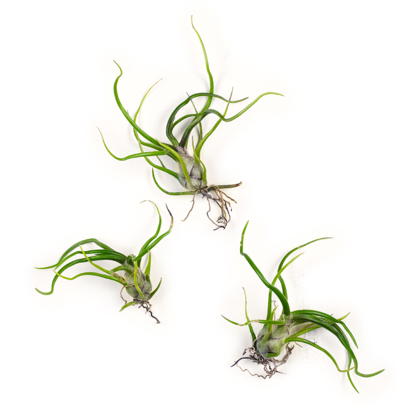 Tillandsia Collection Bulbosa Small, Set of Three