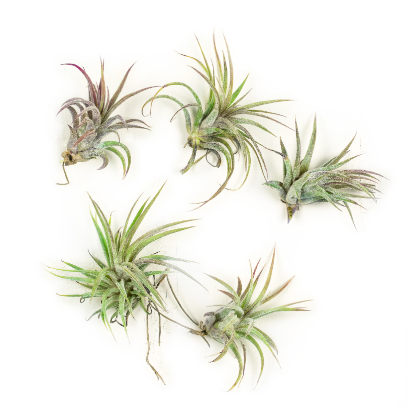 Tillandsia Ionantha, 5 pack, Set of Five