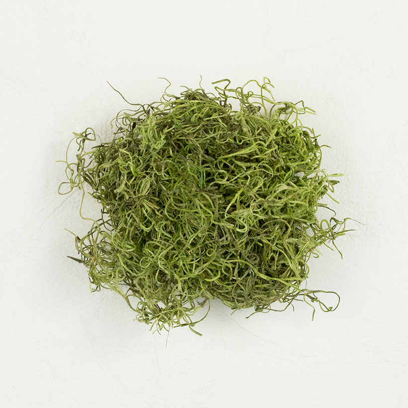 SuperMoss Spanish Moss Preserved Basil