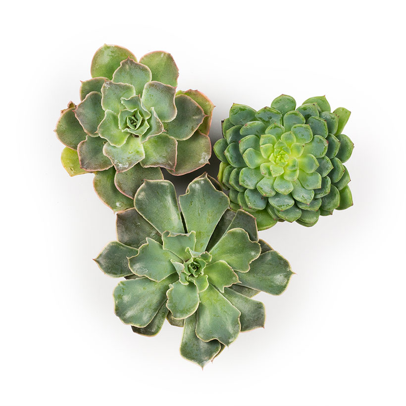 Echeveria, Assorted Colors - 2