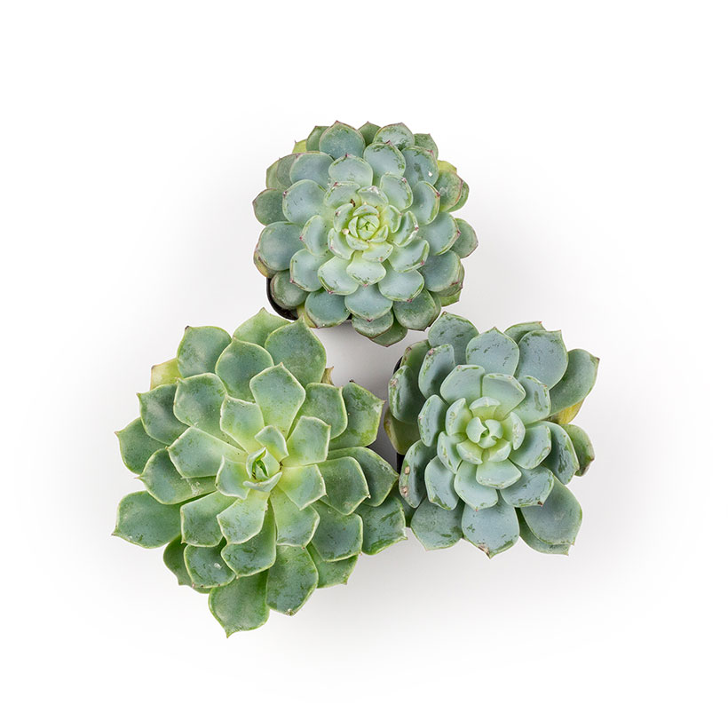 Echeveria, Blue Tones - 2