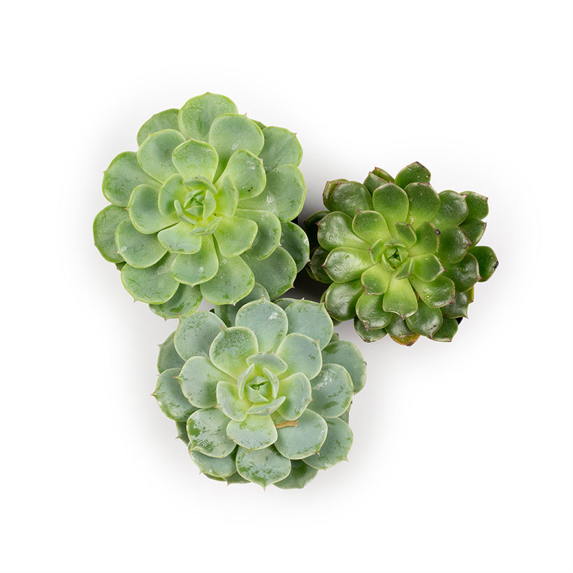 Echeveria, Green Tones - 2