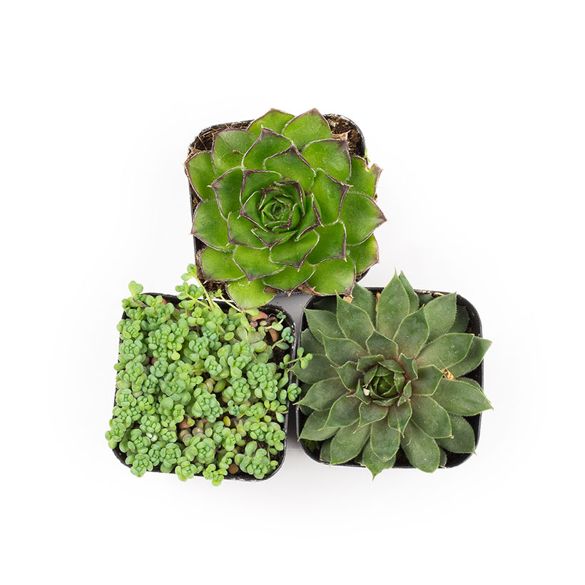 Hardy Succulents - 2