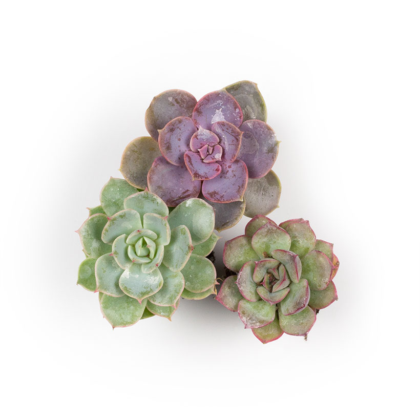 Pastel Succulents - 2