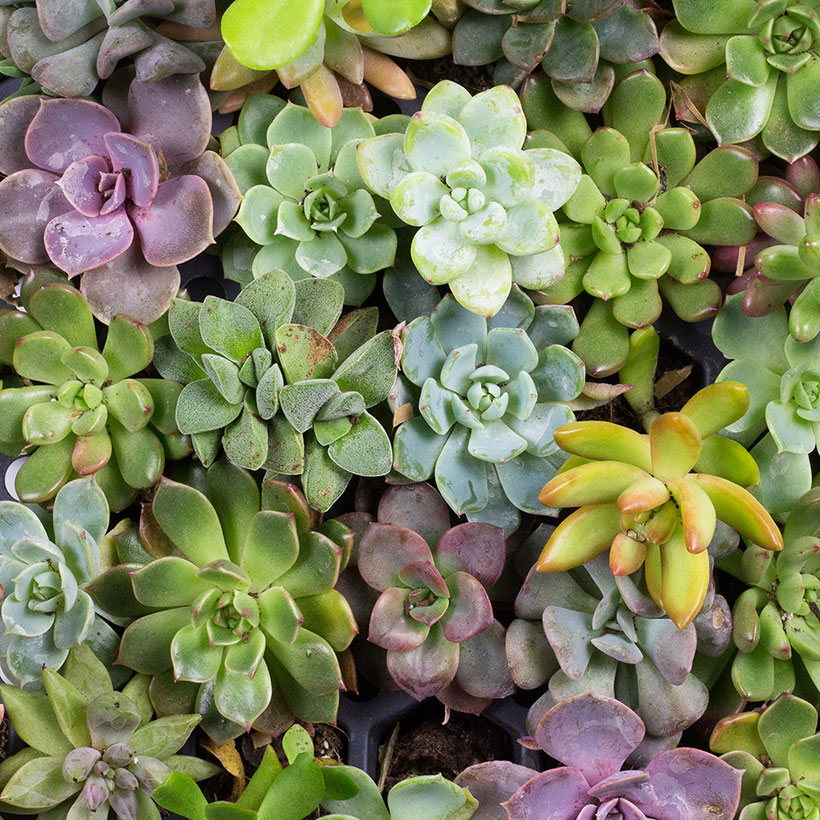 Pastel Succulents - 2