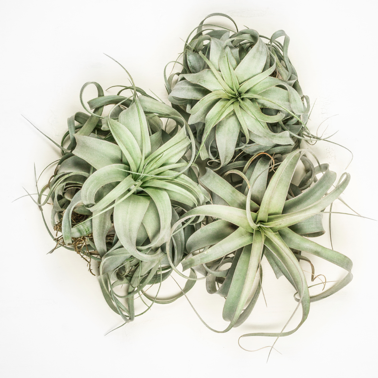 Tillandsias