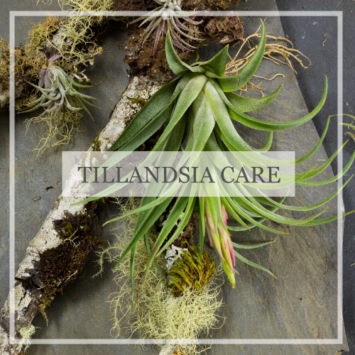 Tillandsia Care