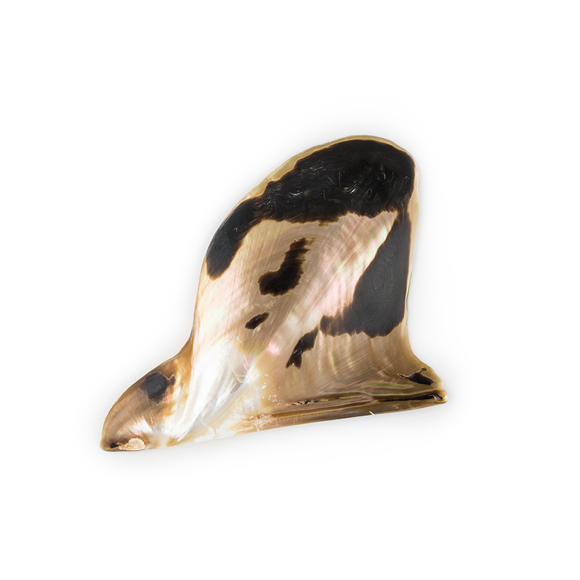 Polished Brownlip Oyster Shell