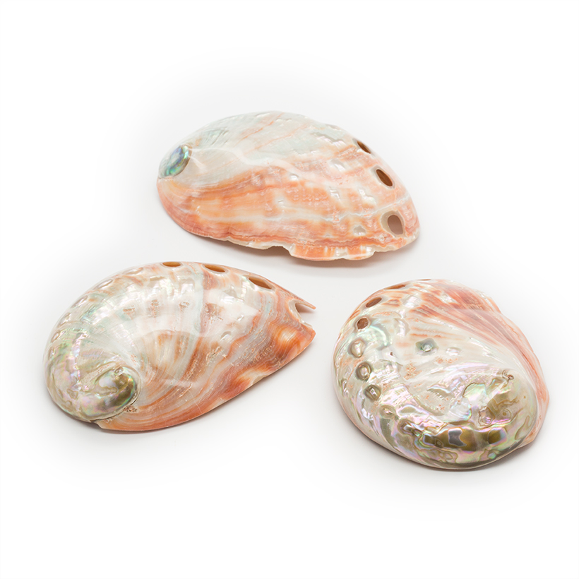 Polished Red Abalone Shell